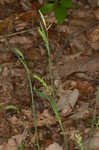 Lined sedge